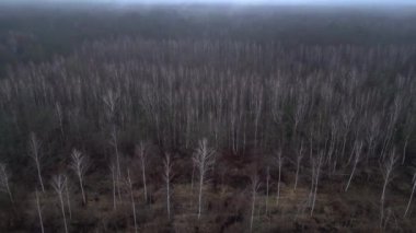 Karanlık ve kasvetli bir atmosferde sisli bir ormanın yakınındaki yolda araba sürüyordu. Ters İHA uçuşu 