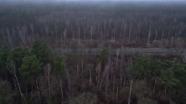 Karanlık ve kasvetli bir atmosferde sisli bir ormanın yakınındaki yolda araba sürüyordu. Dolly sol İHA 