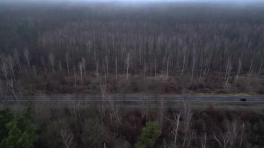 Karanlık ve kasvetli bir atmosferde sisli bir ormanın yakınındaki yolda araba sürüyordu. uçuş üstü insansız hava aracı 