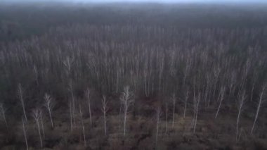 Karanlık ve kasvetli bir atmosferde sisli bir ormanın yakınındaki yolda araba sürüyordu. uçuş üstü insansız hava aracı 