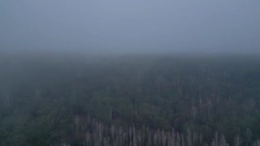 Kasvetli bir kış gününde yapraksız bir huş ağacını kaplayan sis. İHA alçalıyor 
