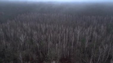 Kasvetli bir kış gününde yapraksız bir huş ağacını kaplayan sis. Ters İHA uçuşu 