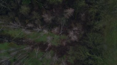 Kasvetli bir kış gününde yapraksız bir huş ağacını kaplayan sis. dikey kuş bakışı dron 