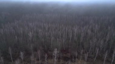 Kasvetli bir kış gününde yapraksız bir huş ağacını kaplayan sis. İHA yükseliyor 