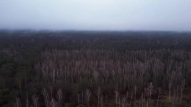 Kasvetli bir kış gününde yapraksız bir huş ağacını kaplayan sis. Dolly sol İHA 