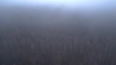 Kasvetli bir kış gününde yapraksız bir huş ağacını kaplayan sis. Yukarıdan insansız hava aracı görüntüleri 