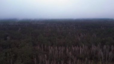 Kasvetli bir kış gününde yapraksız bir huş ağacını kaplayan sis. panorama genel görünüm dronu 