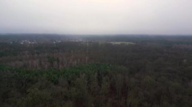 Kasvetli bir kış gününde yapraksız bir huş ağacını kaplayan sis. İticileri ileri çalıştır 