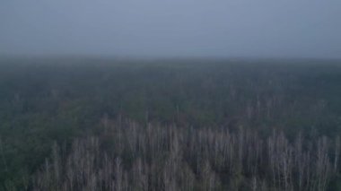 Kasvetli bir kış gününde yapraksız bir huş ağacını kaplayan sis. Ters İHA uçuşu 