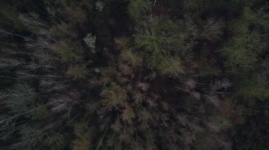 Kasvetli bir kış gününde yapraksız bir huş ağacını kaplayan sis. İHA kamerası aşağıya bakıyor 