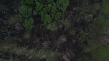 Kasvetli bir kış gününde yapraksız bir huş ağacını kaplayan sis. Yukarıdan aşağıya doğru uçur 