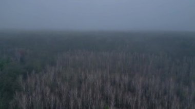 Kasvetli bir kış gününde yapraksız bir huş ağacını kaplayan sis. doly sağ drone 