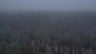 Kasvetli bir kış gününde yapraksız bir huş ağacını kaplayan sis. Ters İHA uçuşu 