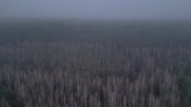 Kasvetli bir kış gününde yapraksız bir huş ağacını kaplayan sis. uçuş üstü insansız hava aracı 