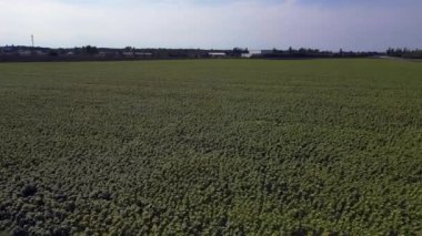 Mavi gökyüzünün altındaki küçük bir köyün yakınındaki engin araziyi kaplayan sonsuz güzel ayçiçeği tarlası. İticileri ileri çalıştır 