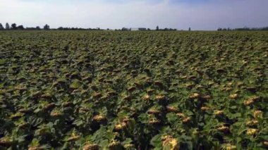 Mavi gökyüzünün altındaki küçük bir köyün yakınındaki engin araziyi kaplayan sonsuz güzel ayçiçeği tarlası. Ters İHA uçuşu 