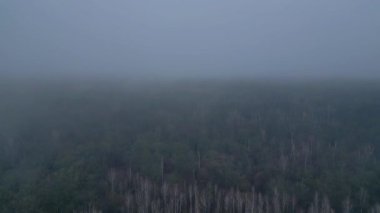 Kasvetli bir kış gününde yapraksız bir huş ağacını kaplayan sis. İHA alçalıyor 