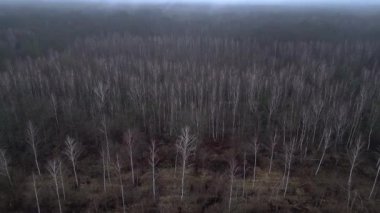 Karanlık ve kasvetli bir atmosferde sisli bir ormanın yakınındaki yolda araba sürüyordu. Ters İHA uçuşu 