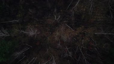 Karanlık bir asfalt yolda, gizemli bir ormanı geçen yalnız beyaz bir arabanın hava görüntüsü. Yukarıdan aşağıya doğru uçur 