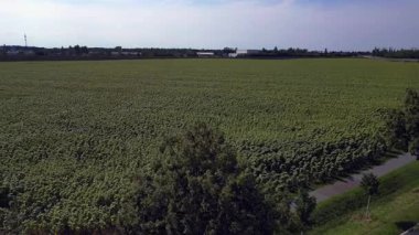 Mavi gökyüzünün altındaki küçük bir köyün yakınındaki engin araziyi kaplayan sonsuz güzel ayçiçeği tarlası. panorama genel görünüm dronu 