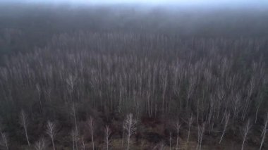 Kasvetli bir kış gününde yapraksız bir huş ağacını kaplayan sis. İHA yükseliyor 