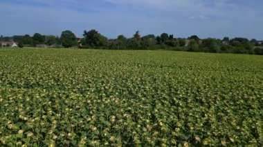 Mavi gökyüzünün altındaki küçük bir köyün yakınındaki engin araziyi kaplayan sonsuz güzel ayçiçeği tarlası. uçuş üstü insansız hava aracı 
