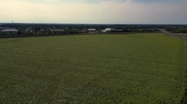 Mavi gökyüzünün altındaki küçük bir köyün yakınındaki engin araziyi kaplayan sonsuz güzel ayçiçeği tarlası. İHA alçalıyor 