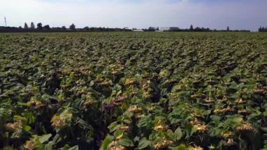 Mavi gökyüzünün altındaki küçük bir köyün yakınındaki engin araziyi kaplayan sonsuz güzel ayçiçeği tarlası. Drone 'u geri çek 