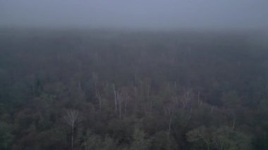 Kasvetli bir kış gününde yapraksız bir huş ağacını kaplayan sis. Dolly sol İHA 