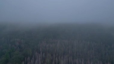 Kasvetli bir kış gününde yapraksız bir huş ağacını kaplayan sis. uçuş üstü insansız hava aracı 