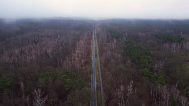 Kışın sisli bir ormandan geçen düz bir yolun havadan görünüşü. Yukarıdan insansız hava aracı görüntüleri 