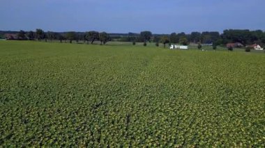 Mavi gökyüzünün altındaki küçük bir köyün yakınındaki engin araziyi kaplayan sonsuz güzel ayçiçeği tarlası. panorama yörünge dronu 
