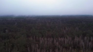 Kasvetli bir kış gününde yapraksız bir huş ağacını kaplayan sis. panorama genel görünüm dronu 