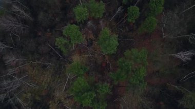 Kasvetli bir kış gününde yapraksız bir huş ağacını kaplayan sis. Yukarıdan insansız hava aracı görüntüleri 