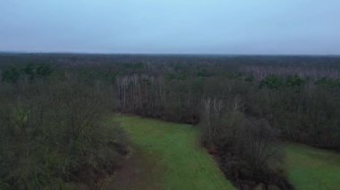 Kasvetli bir kış gününde yapraksız bir huş ağacını kaplayan sis. İHA alçalıyor 
