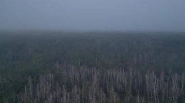 Kasvetli bir kış gününde yapraksız bir huş ağacını kaplayan sis. Ters İHA uçuşu 