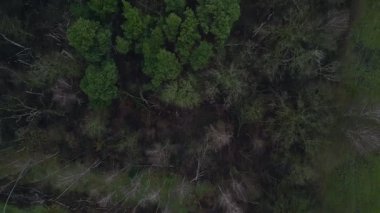 Kasvetli bir kış gününde yapraksız bir huş ağacını kaplayan sis. Yukarıdan aşağıya doğru uçur 