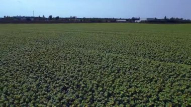 Mavi gökyüzünün altındaki küçük bir köyün yakınındaki engin araziyi kaplayan sonsuz güzel ayçiçeği tarlası. geniş yörünge görünümü dronu 