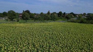 Mavi gökyüzünün altındaki küçük bir köyün yakınındaki engin araziyi kaplayan sonsuz güzel ayçiçeği tarlası. İticileri ileri çalıştır 
