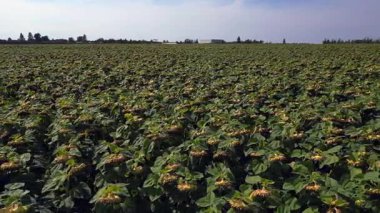 Mavi gökyüzünün altındaki küçük bir köyün yakınındaki engin araziyi kaplayan sonsuz güzel ayçiçeği tarlası. uçuş üstü insansız hava aracı 