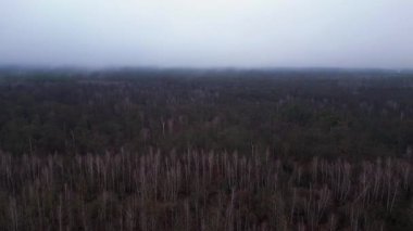 Kasvetli bir kış gününde yapraksız bir huş ağacını kaplayan sis. Ters İHA uçuşu 