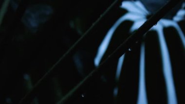 Küçük yağmur damlaları olan tropikal ağaç