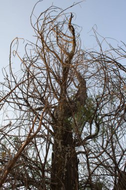 Sculpture of dry branches