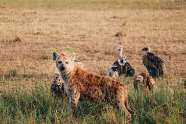 Group of vultures and one hyena looking at the camera in african savannah. 
