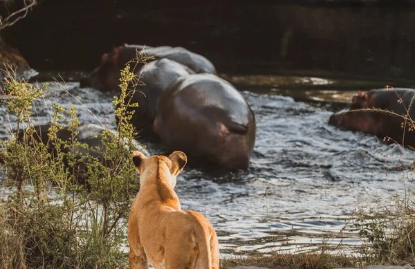 Young lion looking into the distance at a group of hippopotamuses in the river. 