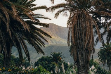 Bulutlu bir günde ilk ve vahşi orman ve dağ manzarasında palmiye ağaçları