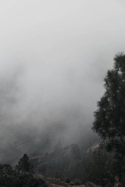 Landscape mystery of foggy clouds over the pine tree mountain