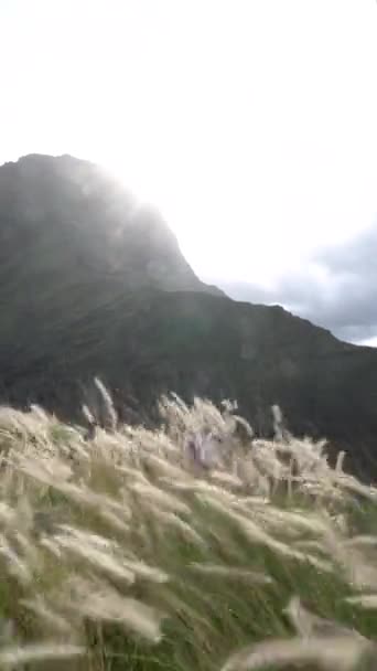 Svislé Záběry Krásných Divokých Rostlin Žlutou Barvou Krajina Horami Dálce — Stock video
