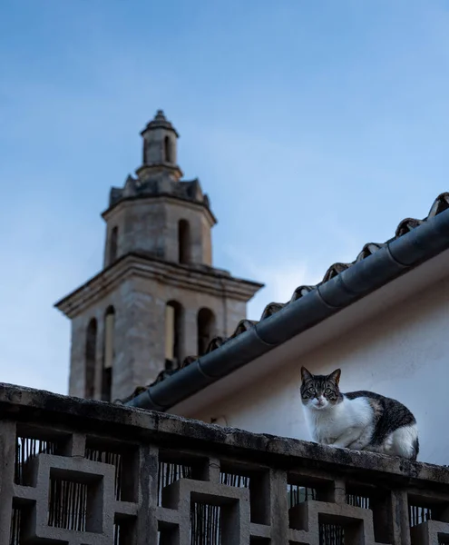 Street Katt Tittar Kameran Taket Nära Kyrkan Byn — Stockfoto