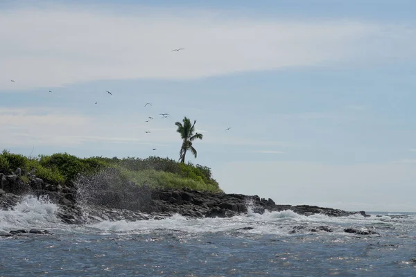 Meereslandschaft Trotzt Wellen Vögeln Und Felsen Mit Einer Palme Klaren — Stockfoto